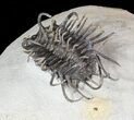Large, Spiny Koneprusia Trilobite - (Special Price) #63377-3